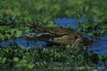 Crocodile au poisson